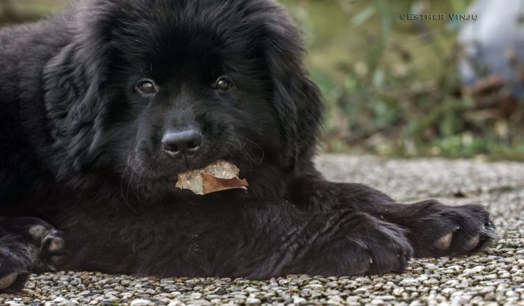 Le chat : Un compagnon millénaire entre l&rsquo;homme et le sacré